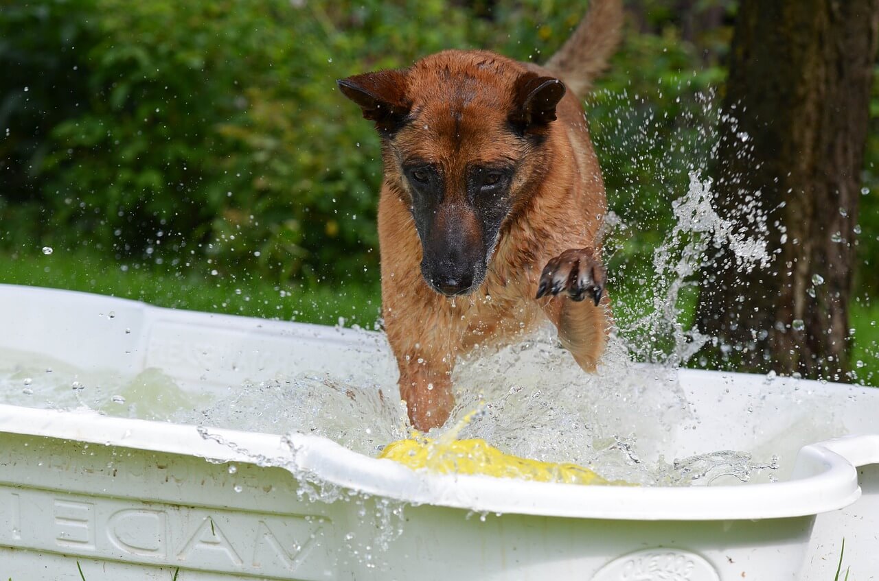 dog pool