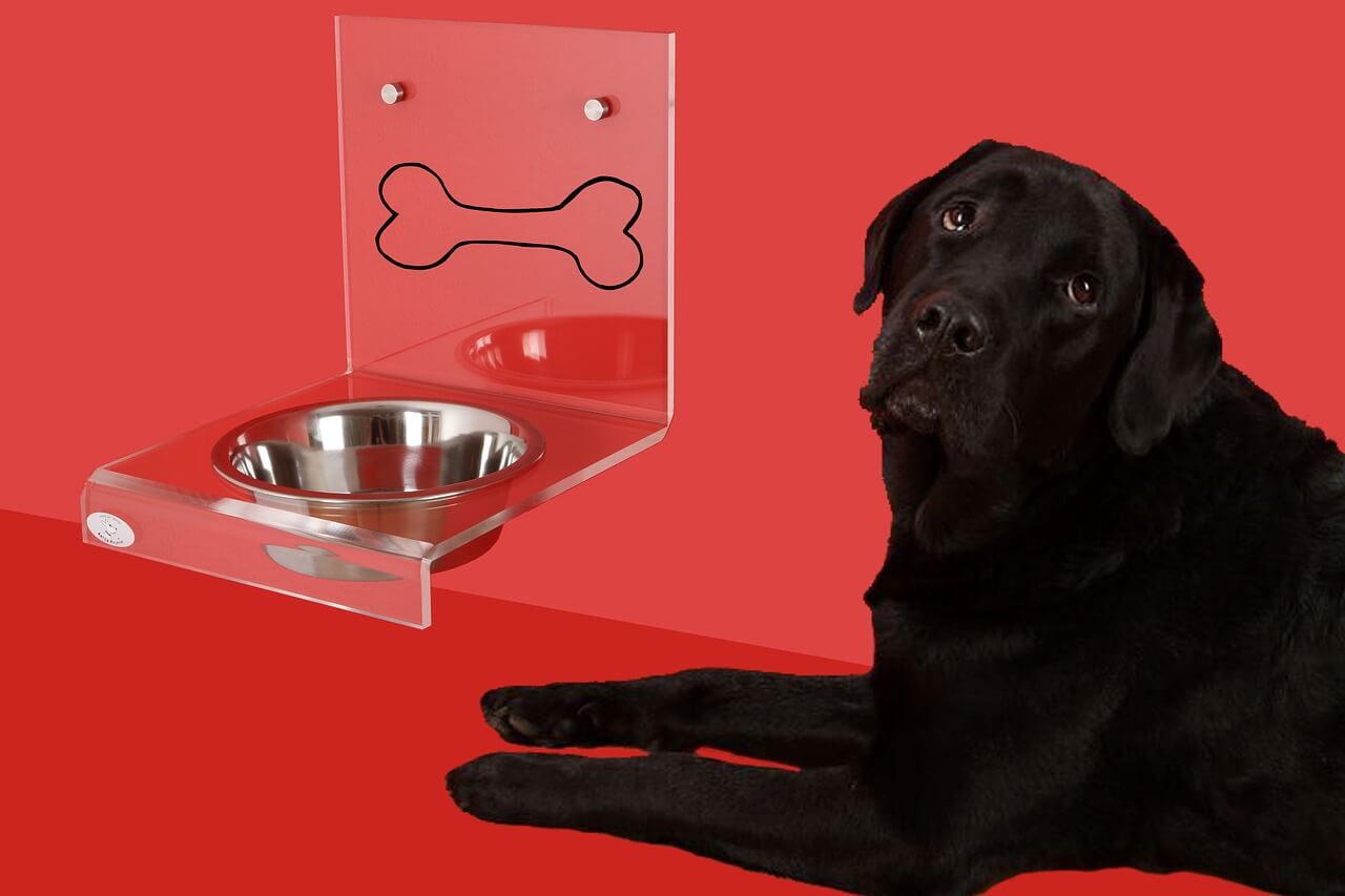 elevated dog bowls