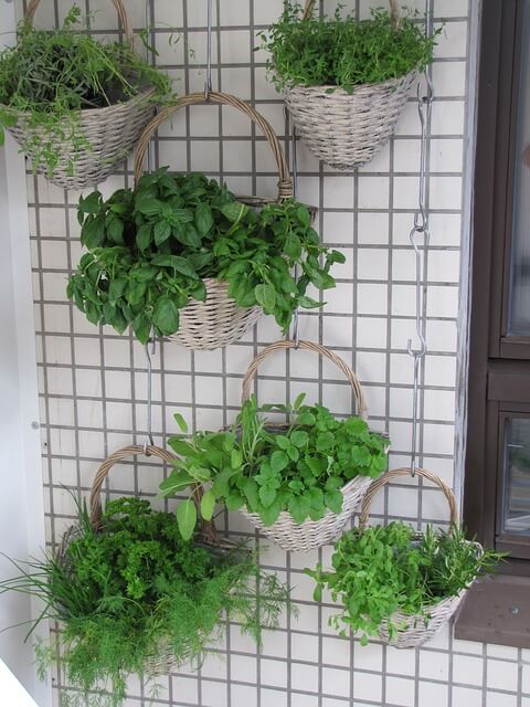 vertical herb garden