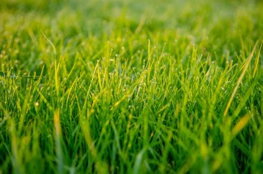 Grass