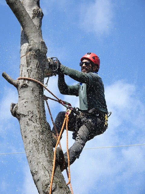 tree trimming service