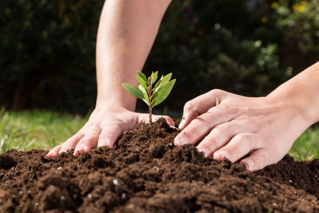 planting seeds