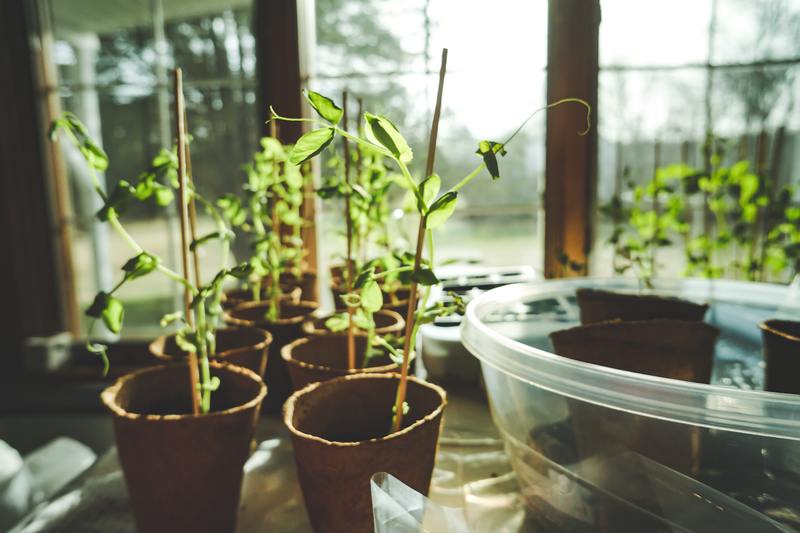 Indoor plants