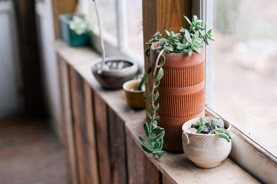 indoor plants