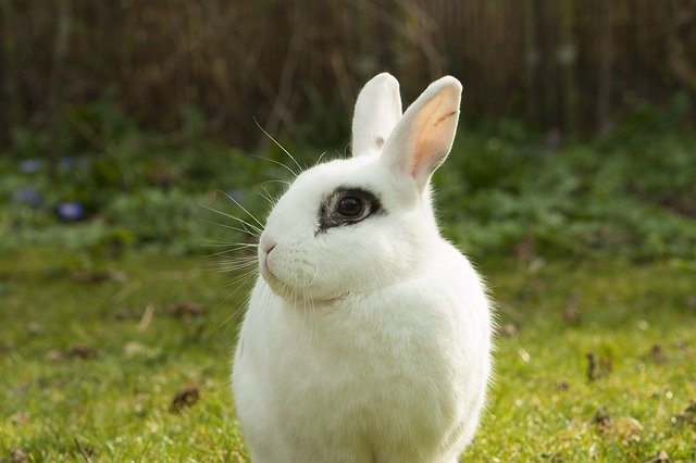 rabbit