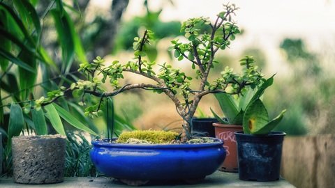 bonzai tree