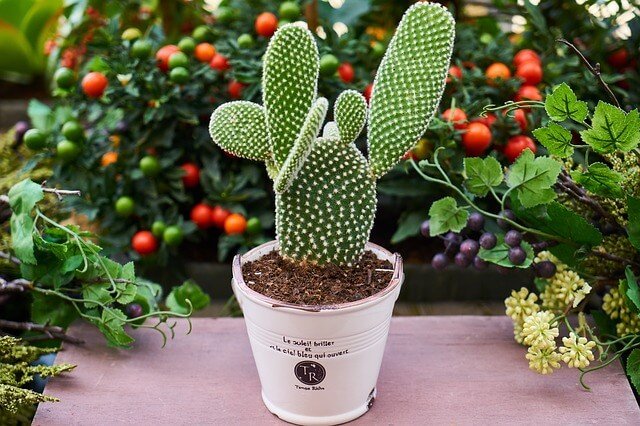 outdoor plants
