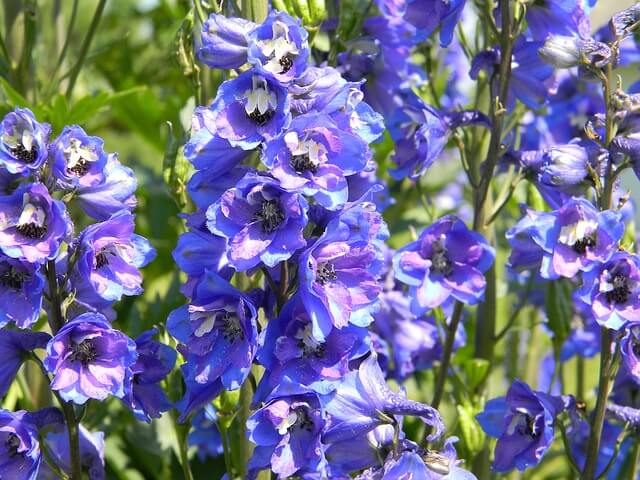 purple flowers