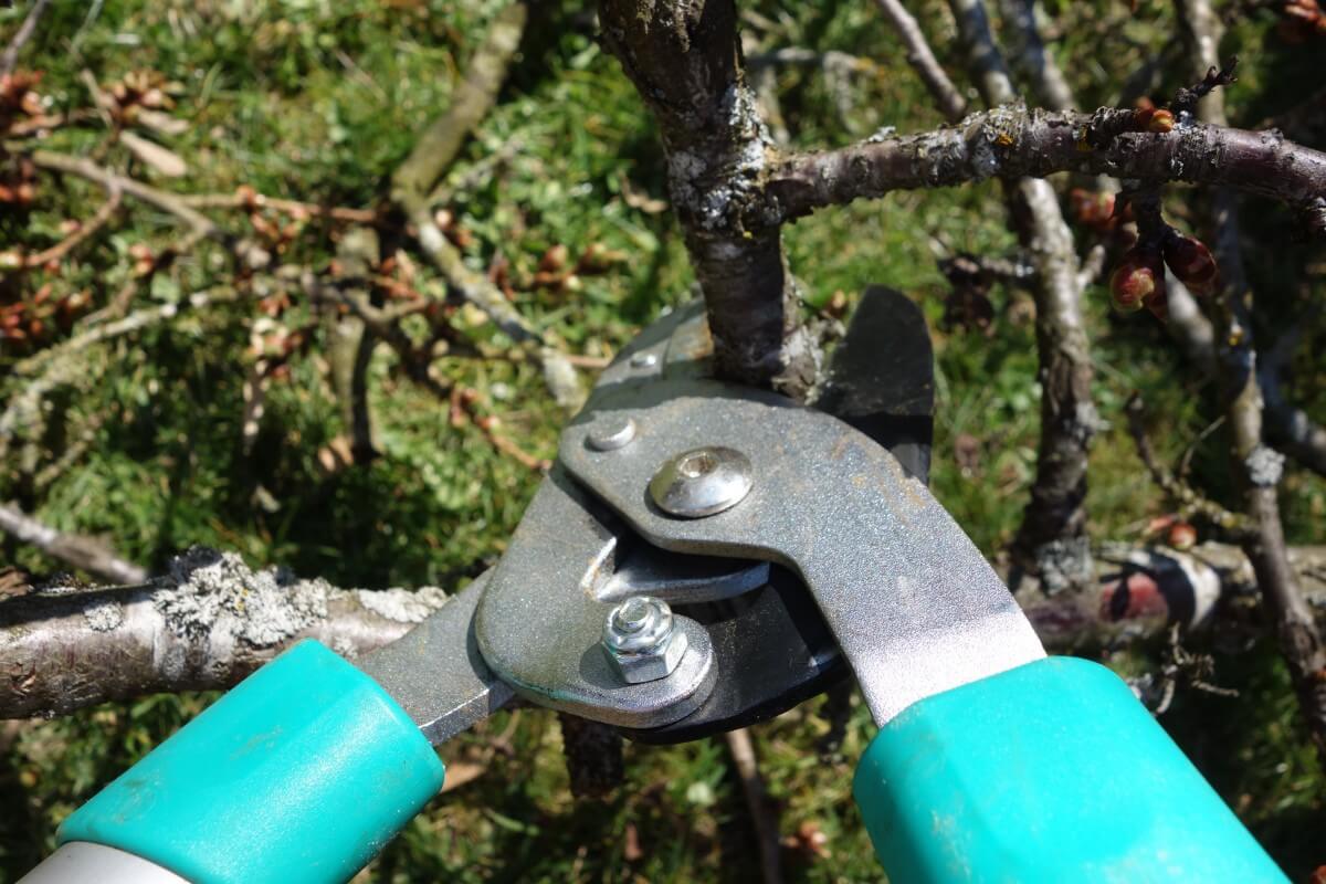 shrub trimming
