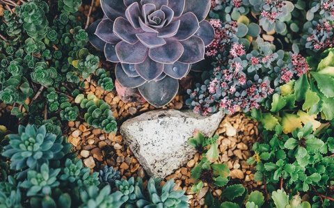 succulent plants