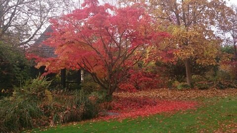 color tree