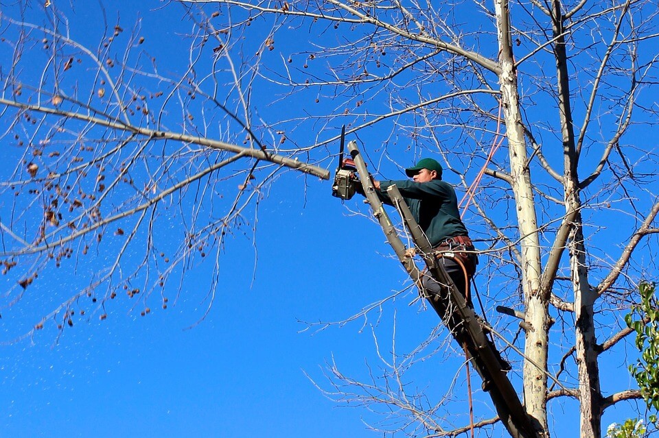 tree-trimming