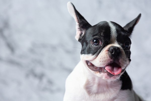 Telling your insurance you have a dog