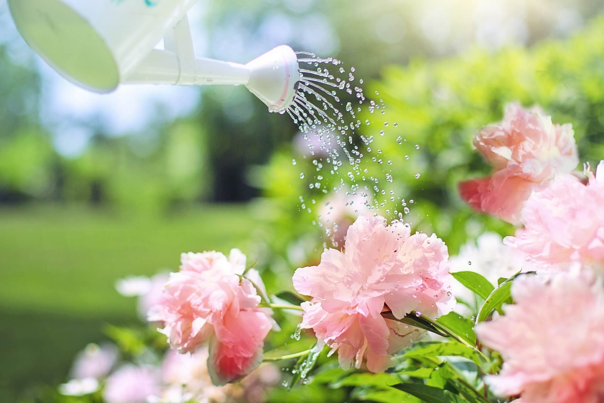 garden watering