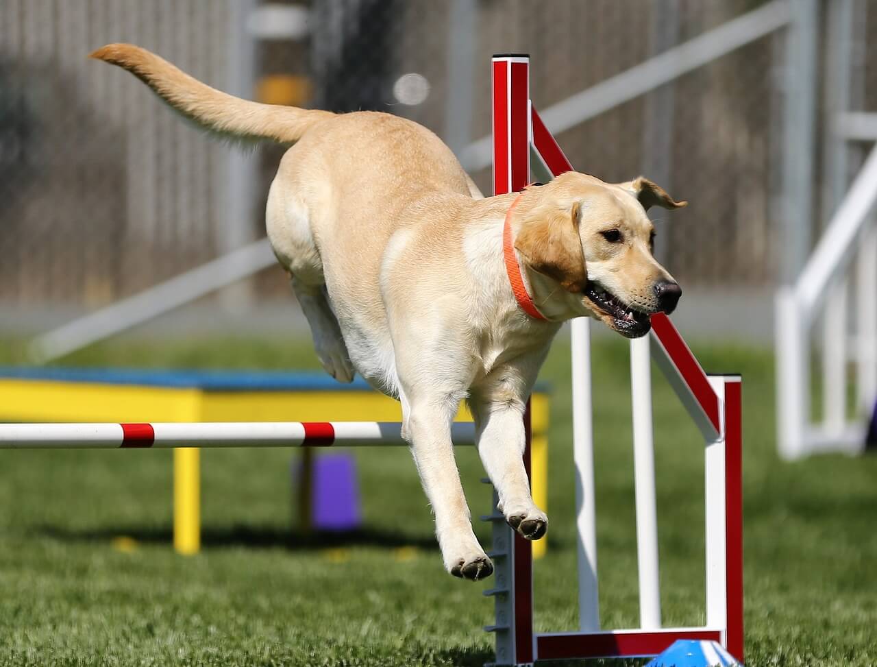 dog agility course