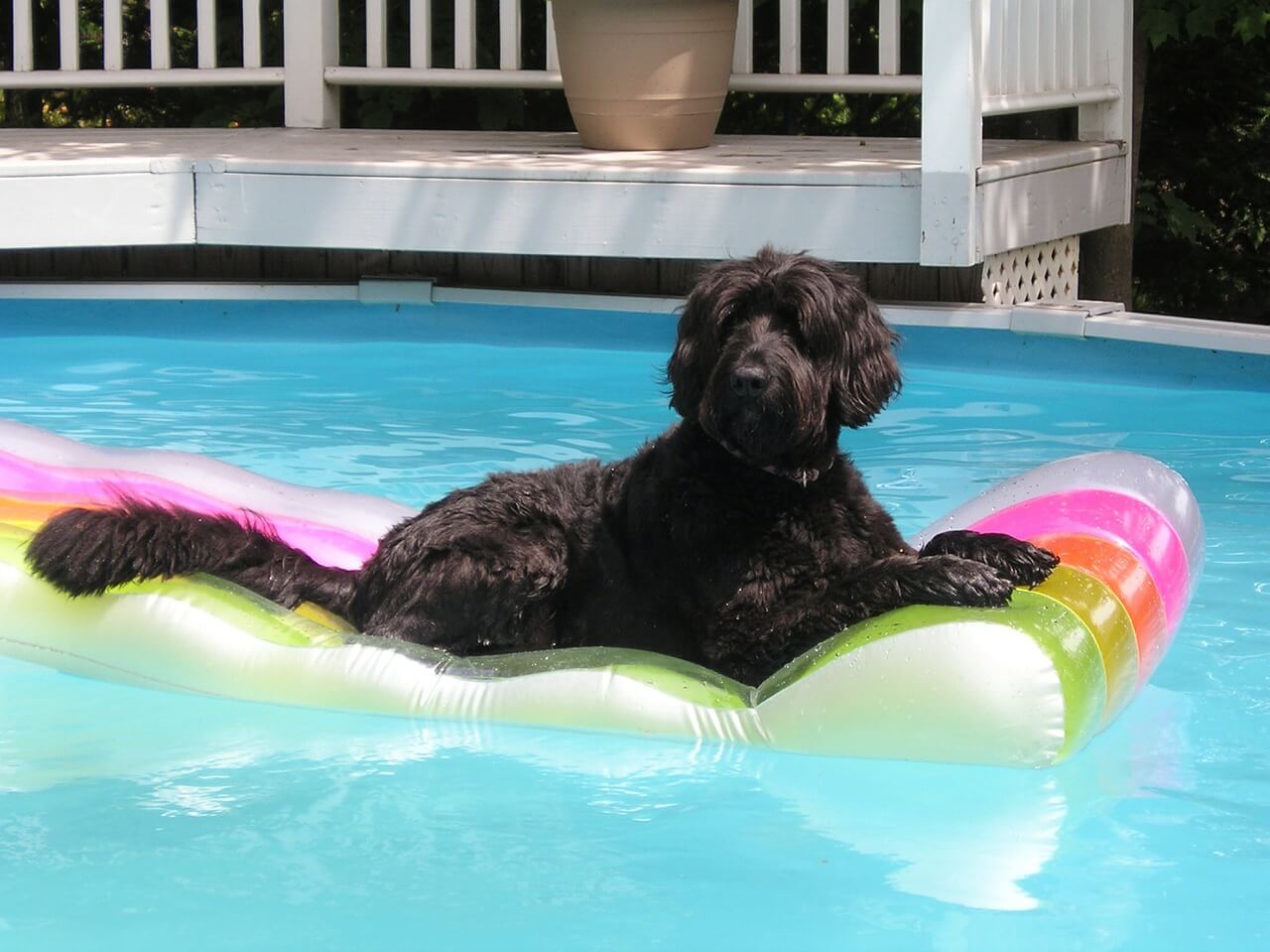 dog pool