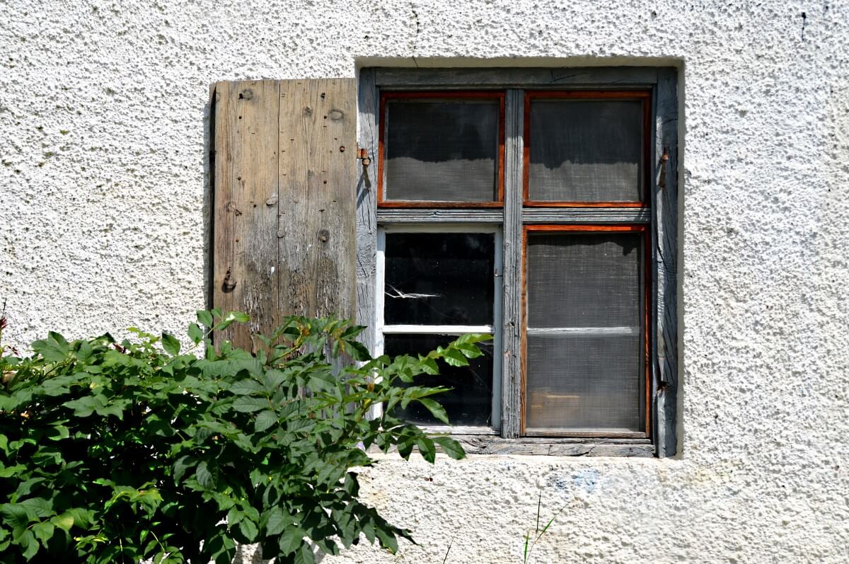 rotten wood