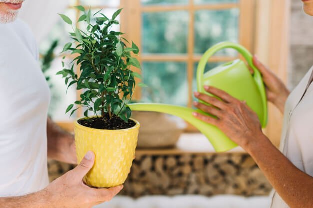 indoor plants care (1)