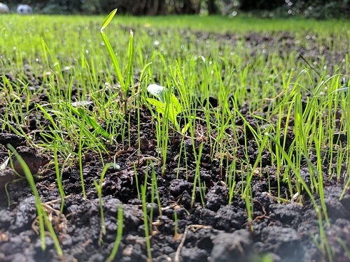 grass seeds
