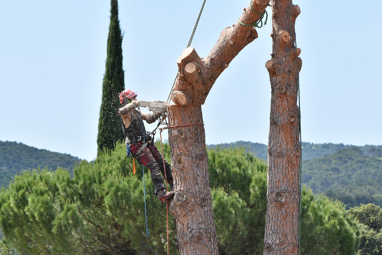 prune-tree