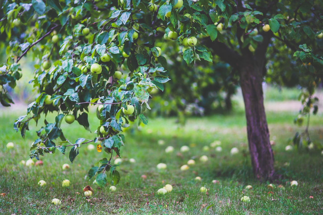 Apple tree full with green apples