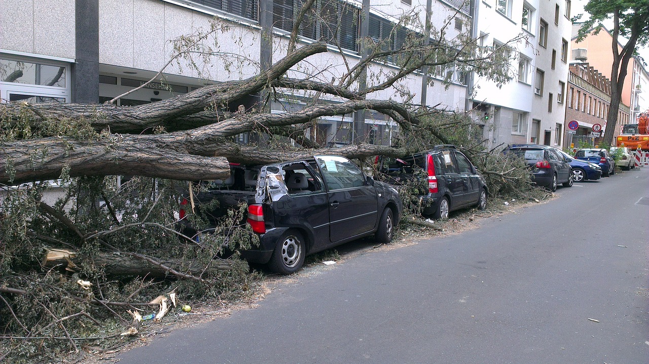 A car damaged by a felled tree on top of it