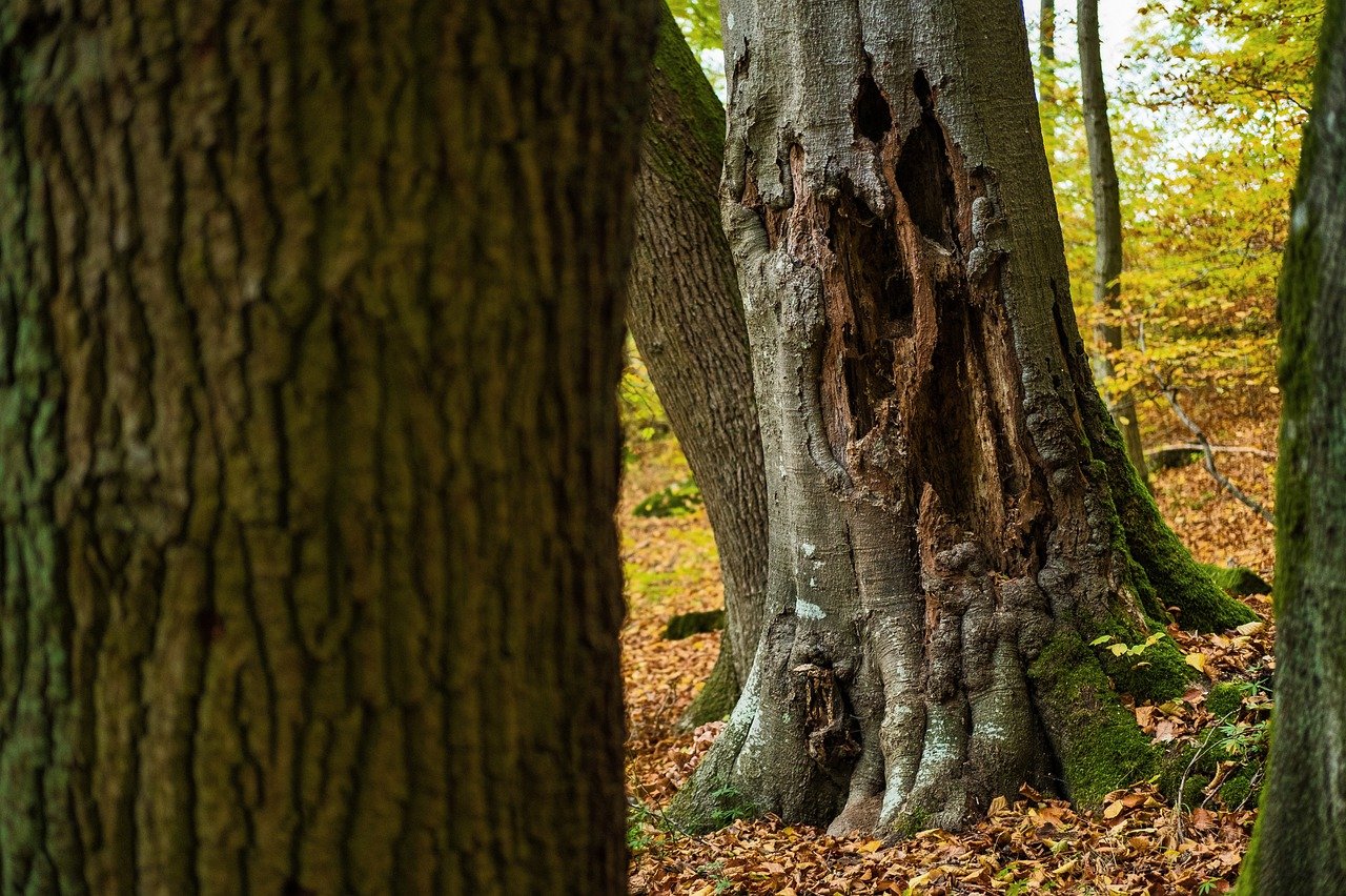 Tree with holes 