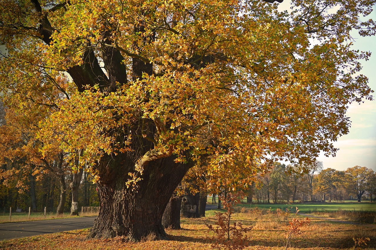 Oak with yellow leaves
