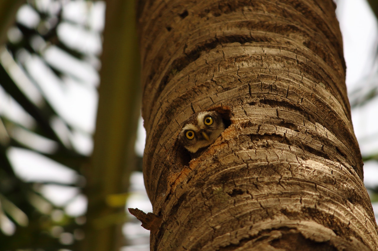 Owl inside a hole in a tree looking down