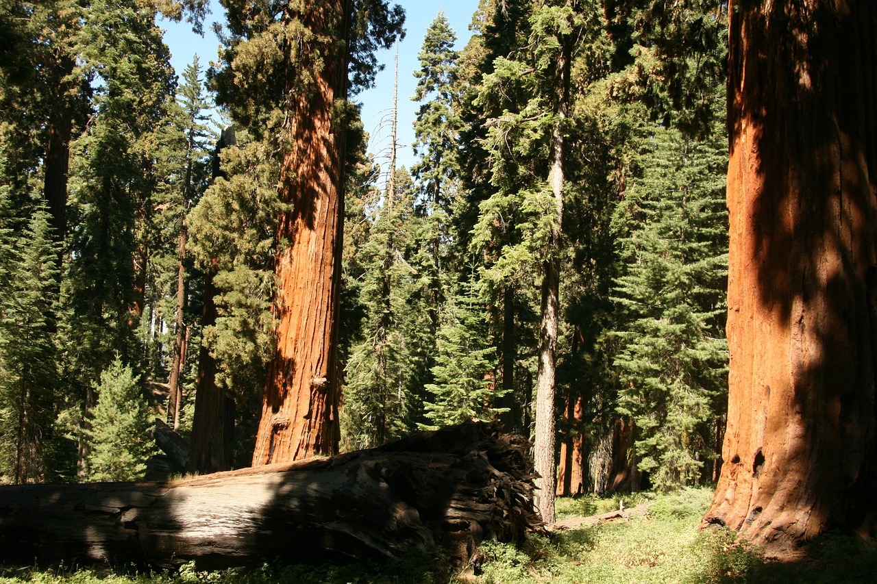 Several giant sequoias