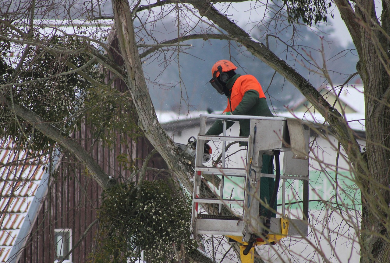 Worker on platform trimming a tree