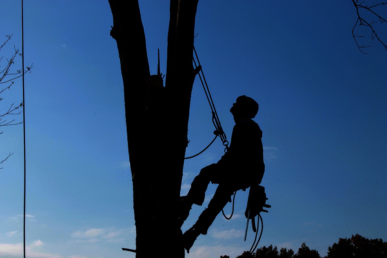 Black shadow of a man climbing with a rope in a tree