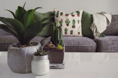 House plants