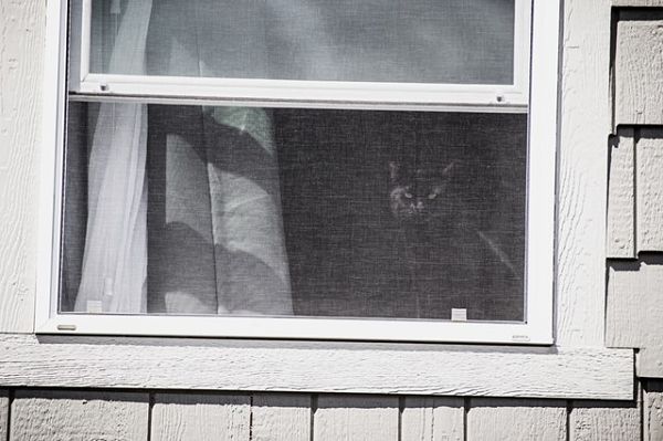 window screen