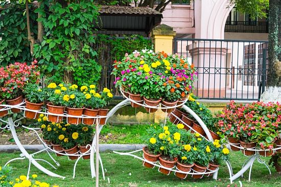 Garden flowers