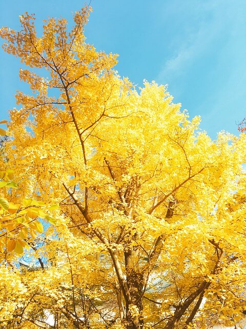 Goldspire Ginkgo