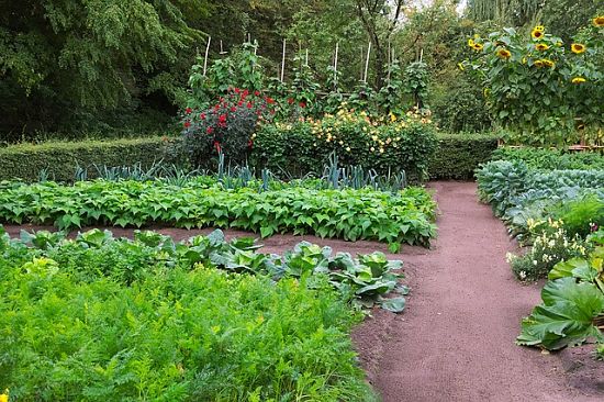 Kitchen garden