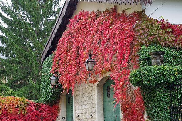 creeper plants