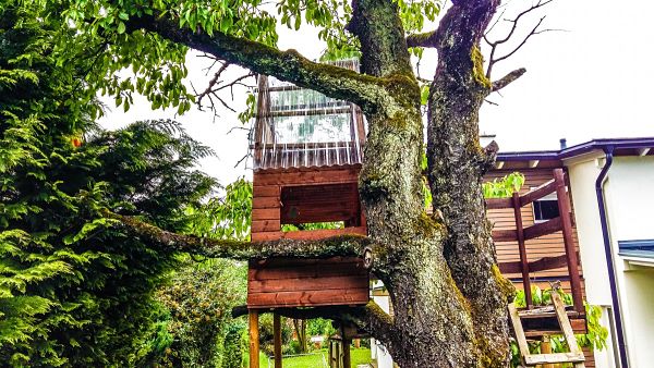 backyard tree house