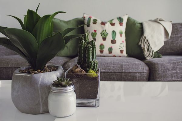 plant decor