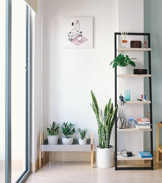 plant decoration ideas