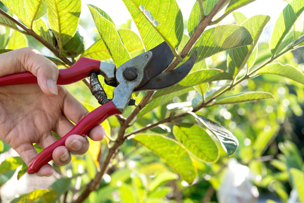 prune trees