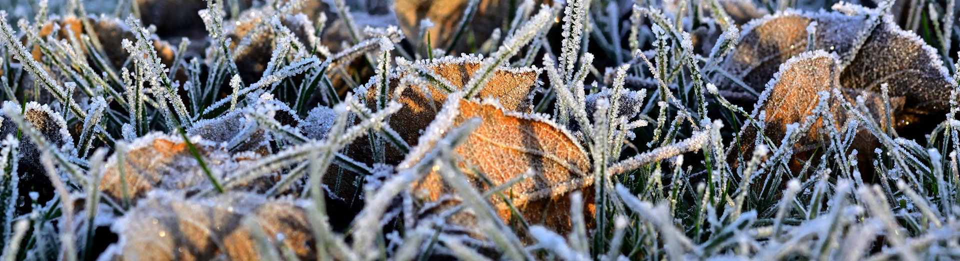 Winterize yard