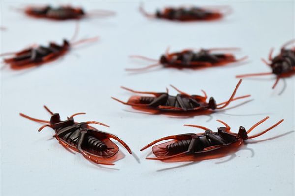 pest infestation