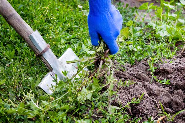 remove weeds