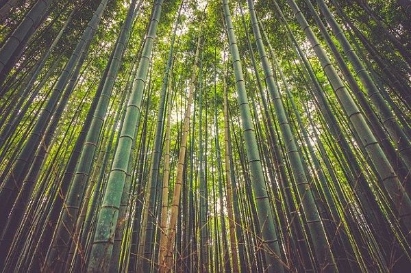 bamboo building material