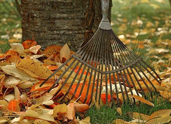 rake leaves