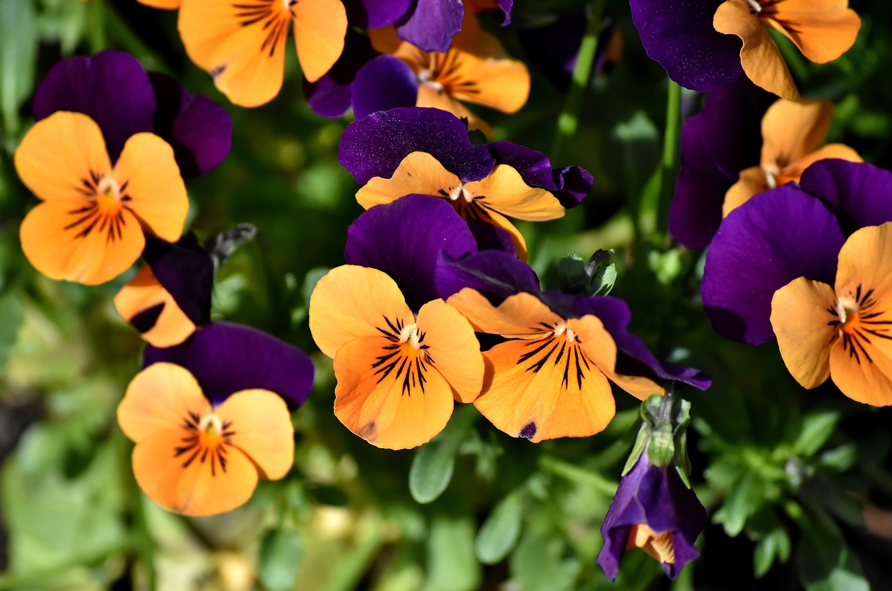 Pansy flowers close up
