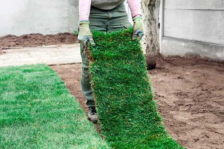 best time to lay sod
