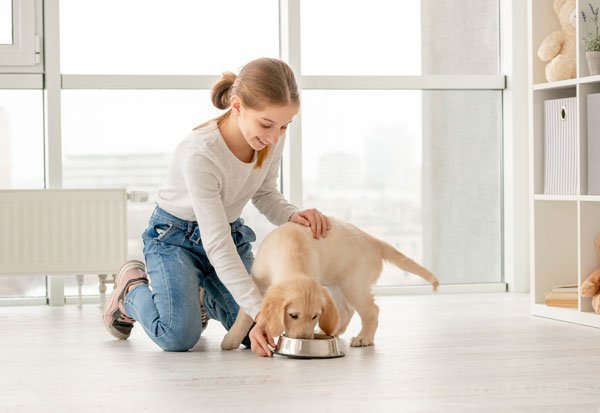 good pet parenting